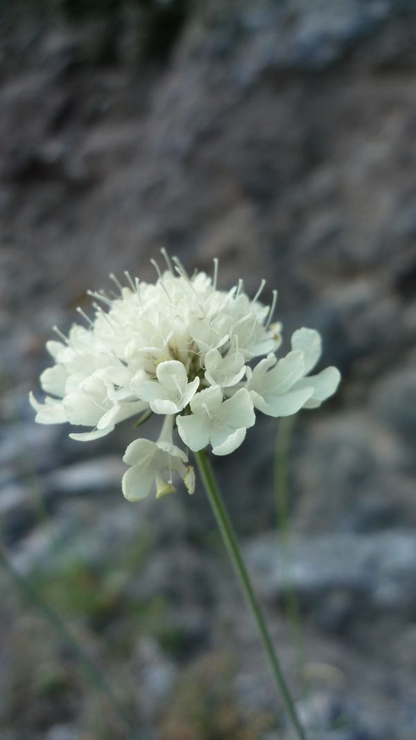 Cephalaria leucantha dall''Olimpo